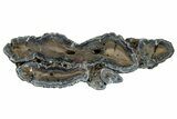 Mammoth Molar Slice With Case - South Carolina #291071-1